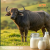 buffalo milk